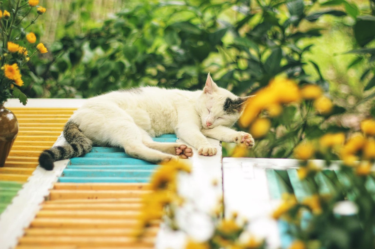 How to Train Your Cat to Accept Regular Grooming